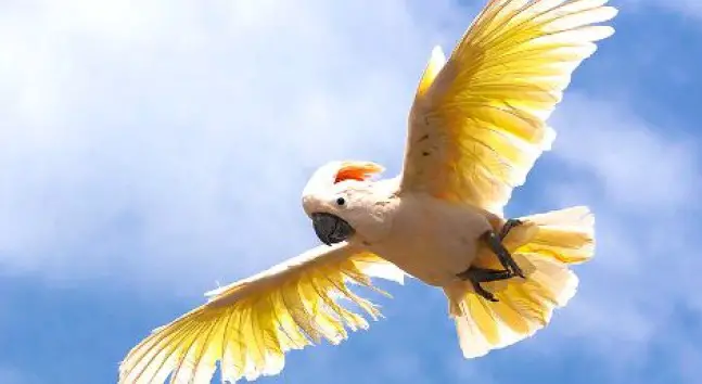 Cockatoo: Charming, Incredibly Beautiful, and Smart Parrot - PetTime