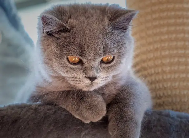 British Shorthair: Cat Breed Characteristics - PetTime