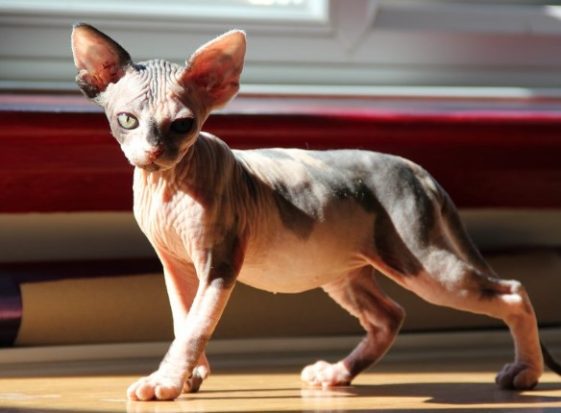 Sphynx: Cat Breed Characteristics - Pettime