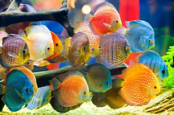 Discus are the Kings of the Aquarium World - PetTime