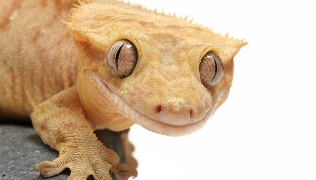 Crested Gecko: Reptile Basic Information - PetTime