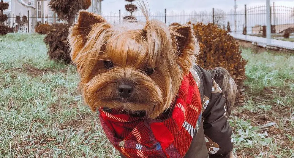 16-facts-about-raising-and-training-a-yorkshire-terrier-pettime