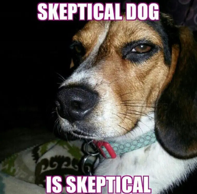 17 Funny Beagle Memes for Good Mood - Page 2 of 6 - PetTime