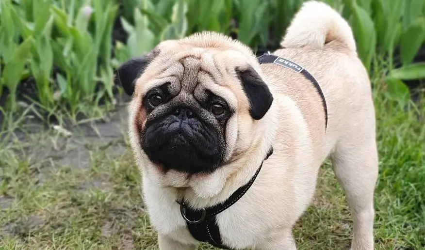 15 Pros and Cons of Owning Pugs - PetTime