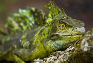 Green Basilisk: Characteristics, Care & Feeding