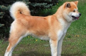 16+ Pros and Cons of Owning a Akita Inu