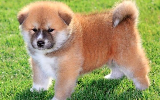 16+ Pros and Cons of Owning a Akita Inu