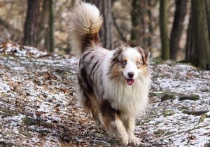 14+ Pros and Cons of Owning an Australian Shepherd