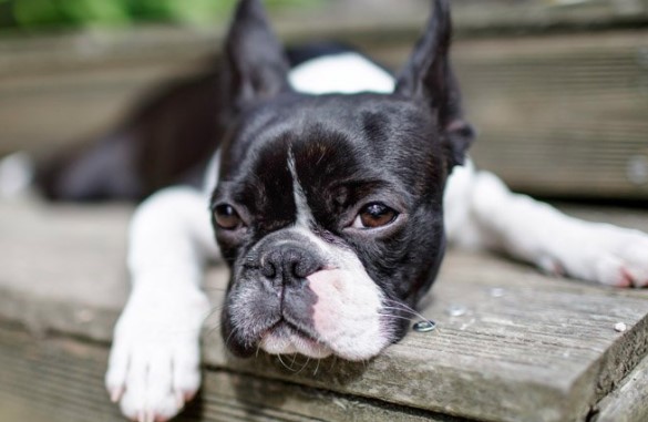 12+ Pros And Cons Of Owning A Boston Terrier - Pettime