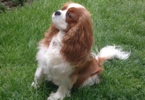 9+ Pros and Cons of Owning a Cavalier King Charles Spaniel