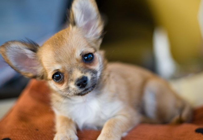 9+ Pros and Cons of Owning a Chihuahua - PetTime