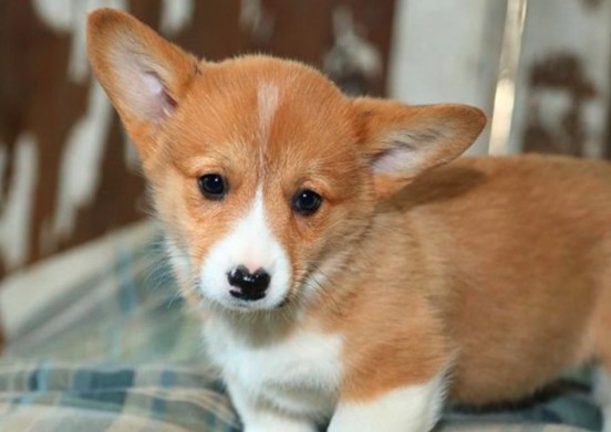 12+ Pros and Cons of Owning a Corgi - PetTime