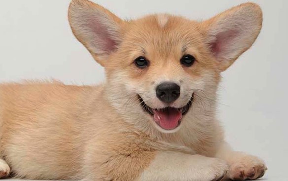 12+ Pros and Cons of Owning a Corgi - PetTime