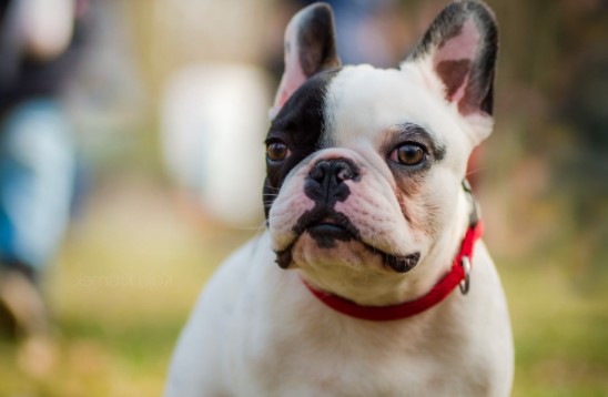 9+ Pros and Cons of Owning a French Bulldog - PetTime