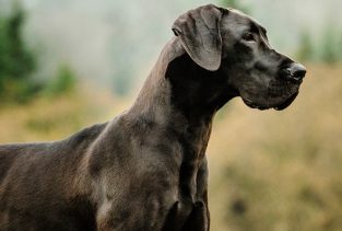 14+ Pros and Cons of Owning a Great Dane