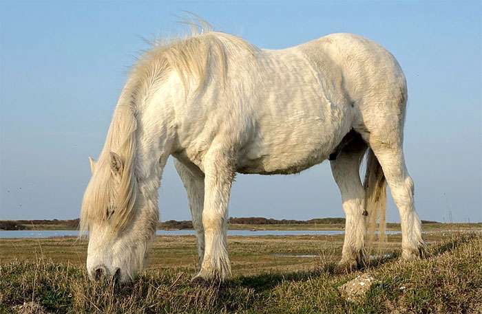 Fejde Indføre Engager Highland Pony: Characteristics, Facts, Temperament - PetTime