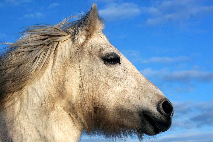 Fejde Indføre Engager Highland Pony: Characteristics, Facts, Temperament - PetTime
