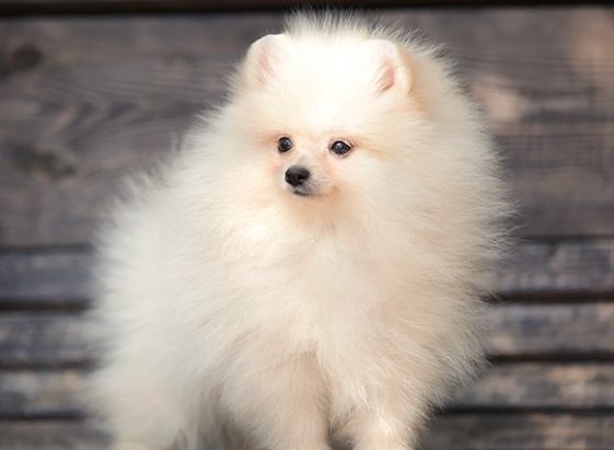 12+ Pros and Cons of Owning a Pomeranian