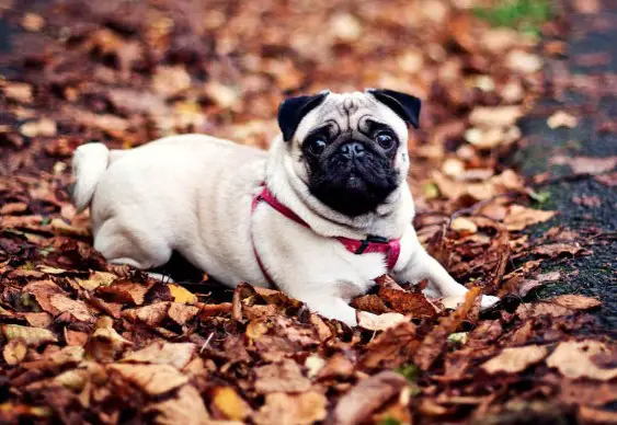 14+ Pros and Cons of Owning a Pug - PetTime