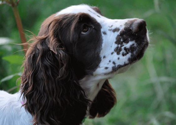 8+ Pros and Cons of Owning a Springer Spaniel