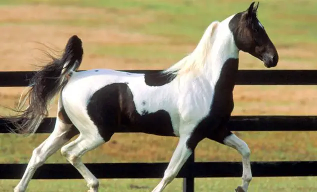 Tennessee Walking Horse