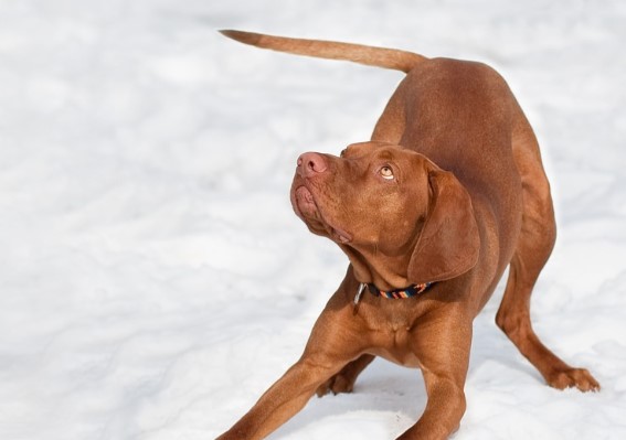 13+ Pros and Cons of Owning a Vizsla - PetTime