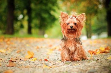 15+ Pros and Cons of Owning a Yorkie