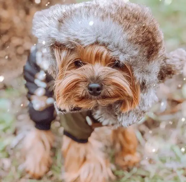 7+ Most Frequently Asked Questions About Yorkies - PetTime