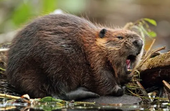 15 Interesting Facts About Beavers - PetTime