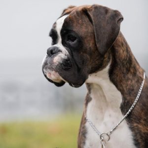 17 Amazing Facts About Boxers You Might Not Know - PetTime