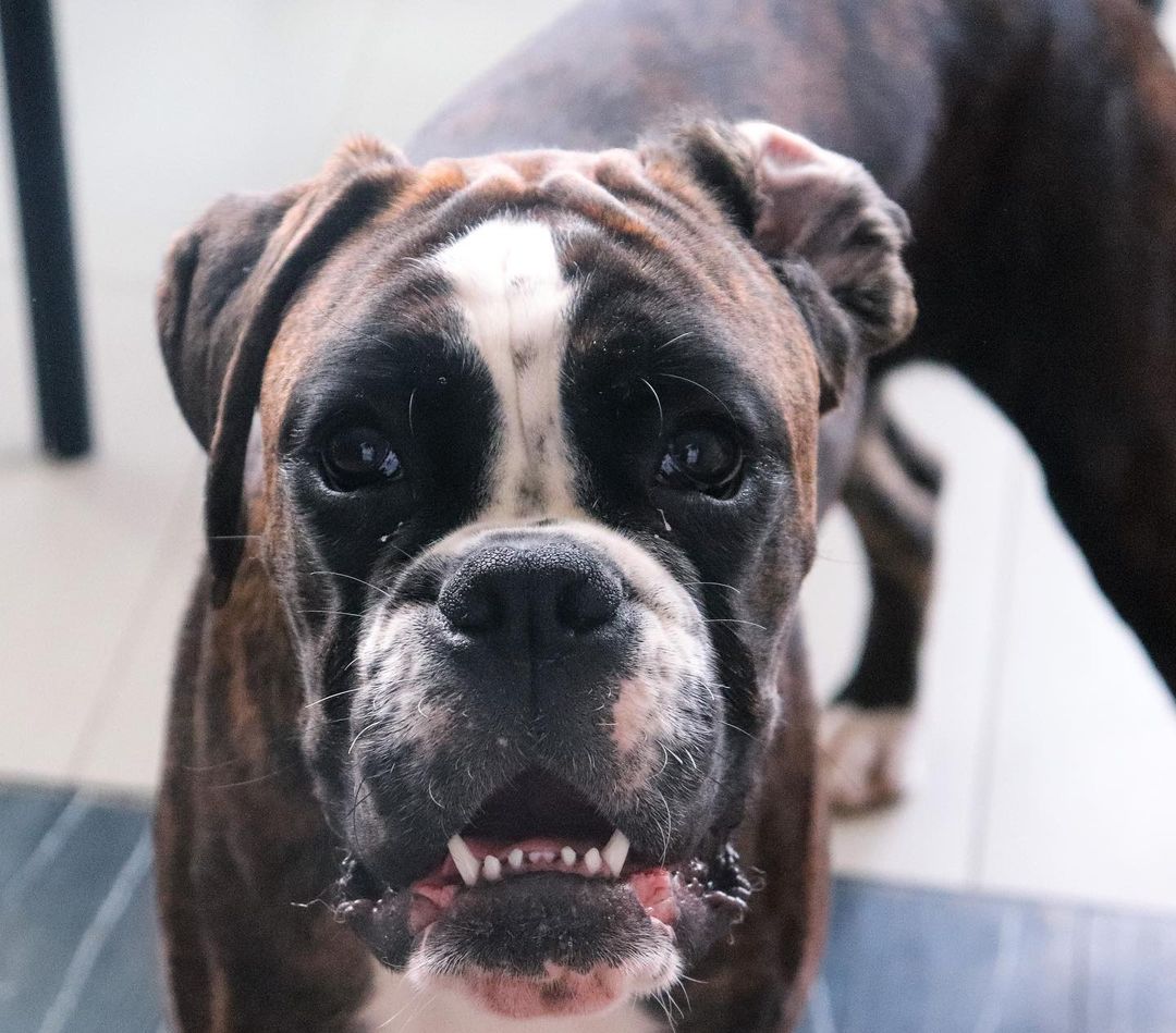 15 Informative and Interesting Facts About Boxers - PetTime