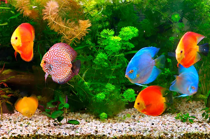 Discus: Care and Maintenance - PetTime