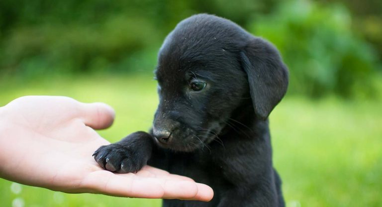 What does a Black Dog Mean in a Dream - PetTime