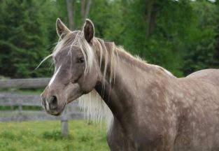 Horse Gait - PetTime