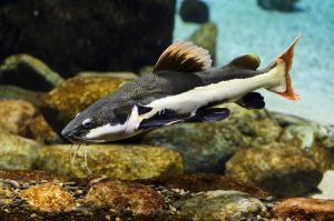 Red-Tailed Catfish - 