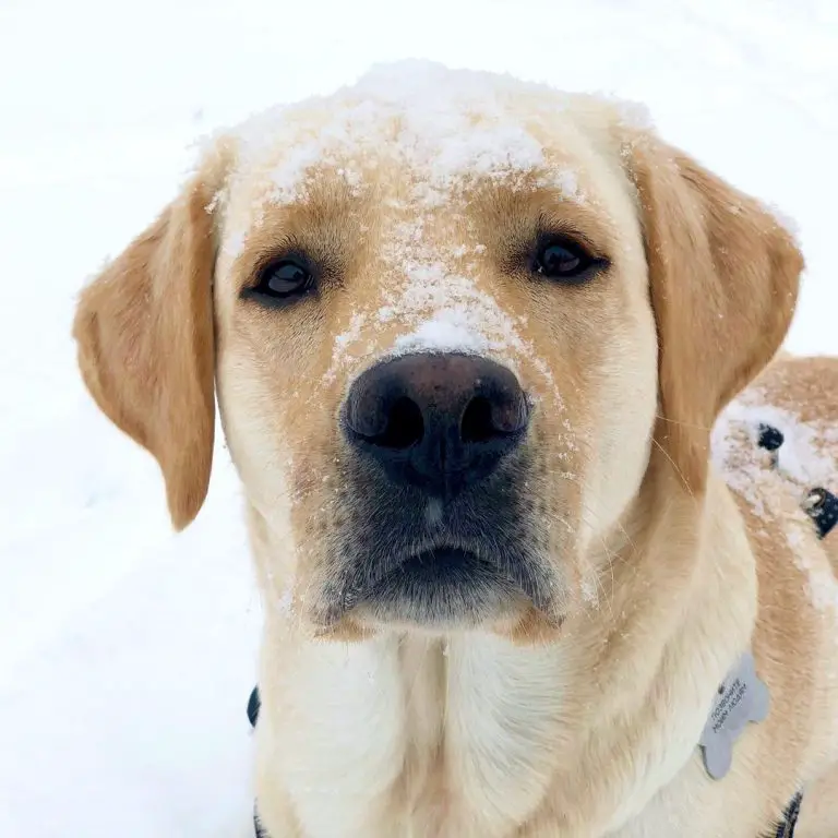 15 Informative and Interesting Facts About Labrador Retrievers