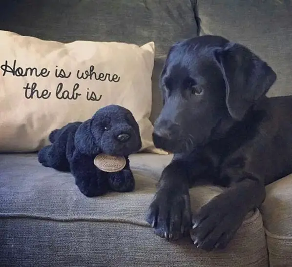 18 Funny Labrador Memes That Will Make Your Day! - Page 6 of 6 - PetTime