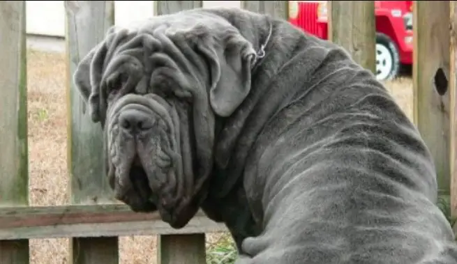 10+ Pros and Cons of Owning a Neapolitan Mastiff