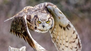 20 Little-Known Facts About Owls