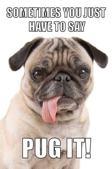 16 Pug Memes That Will Make You Cry Laughing!