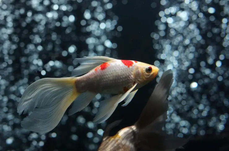 Comet - Goldfish - PetTime