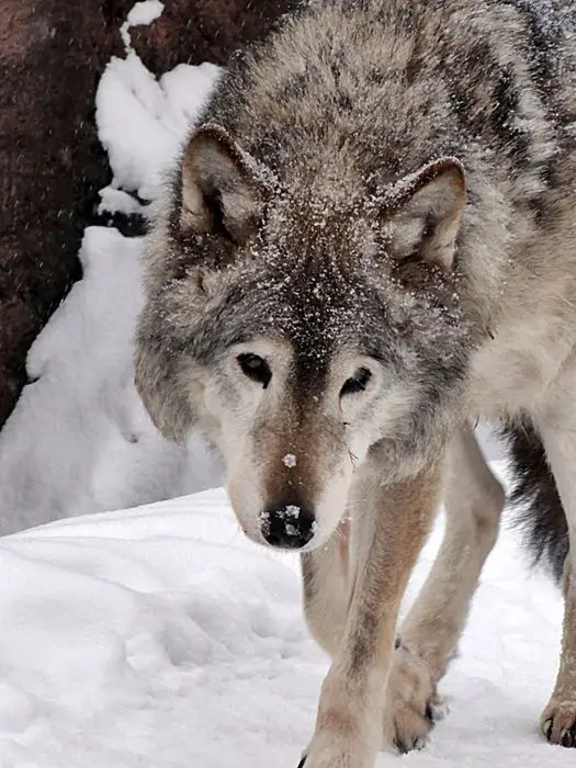 15 Amazing Facts About Wolves You Probably Didn’t Know - Page 5 of 5 ...
