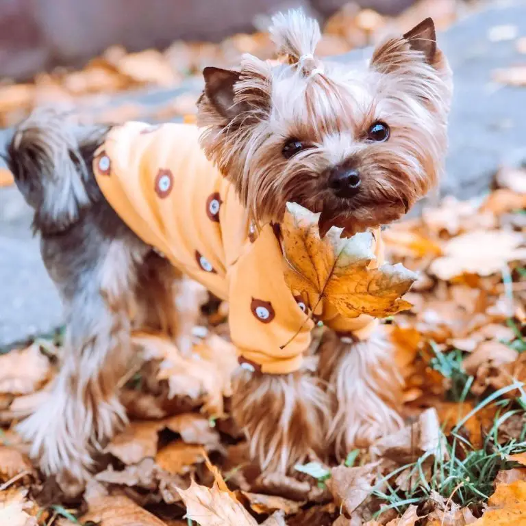 15 Historical Facts About Yorkshire Terriers You Might Not Know - Page ...