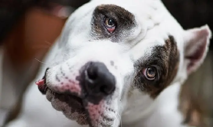 15 Things Pit Bulls Don’t Like - Pettime