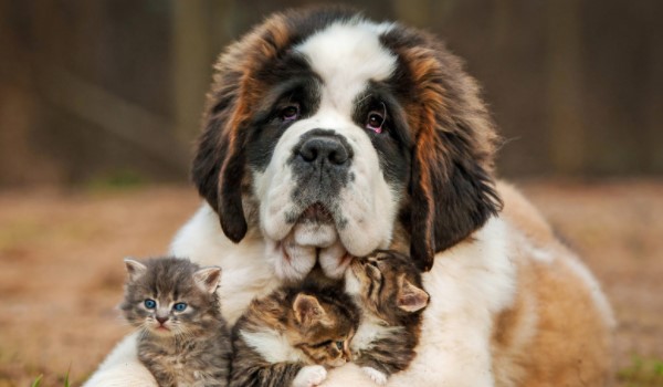 15 Things You'll Only Understand If You Have a St. Bernard