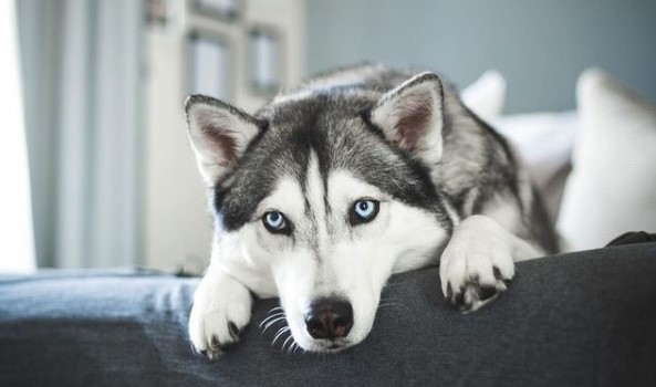 16 Things You'll Only Understand If You Have A Siberian Husky - Pettime