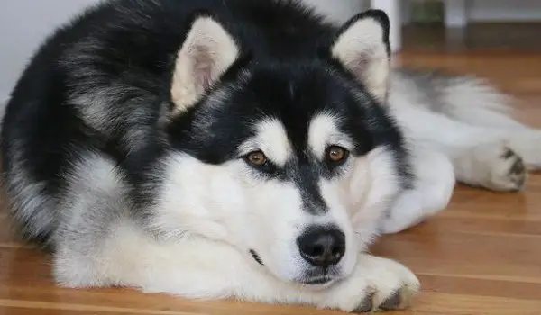 15 Things You'll Only Understand If You Have an Alaskan Malamute - PetTime