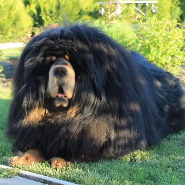 15 Things You'll Only Understand If You Have a Tibetan Mastiff