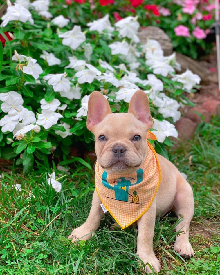 17 Undeniable Truths Only French Bulldog Pup Parents Understand - PetTime