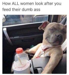 17 Funny Pit Bull Memes - PetTime